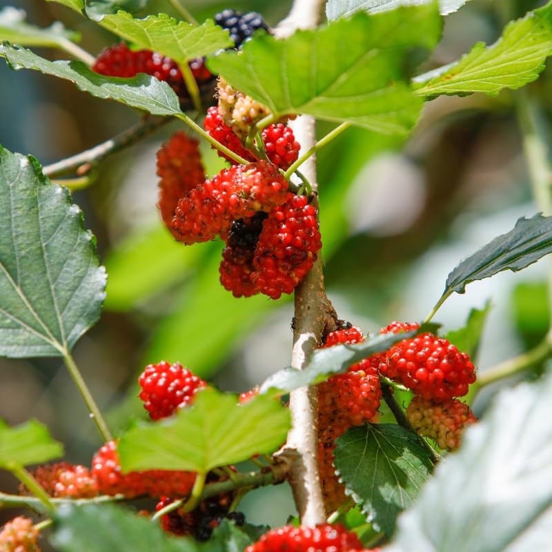 Red Mulberry Tree, 4-8 Inch Hardy Mulberry Tree Live Plant, Sweet Berry Mulberries Fruit Tree Bush Plants for Planting Home Garden, Well Rooted