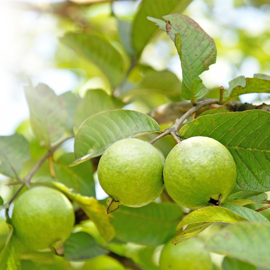 Live Ruby Guava Tree, Grafted Guava Plant, Tropical Fruit Tree, 4 Feet Tall, Ready for Growing