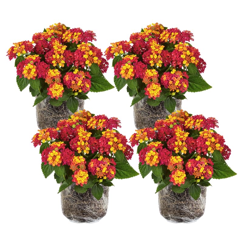 4 Lantana Plants Live, Red Yellow Lantana Live Plant from 4 Inches Tall, Hardy Annual Flower Plant Indoor Outdoor