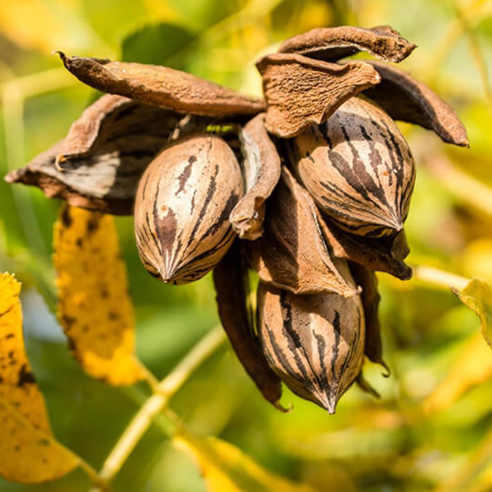 Pecan Tree Plant Live 1.5-2.5 Feet Tall, 2 Year-Olds Pecan Nut Tree Fully Rooted, Outdoor Planting