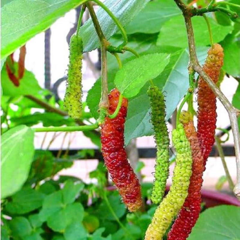 Pakistan Mulberry Tree Live Plant, Hardy Well Rooted 4-8'' Tall, Mulberry Fruit Tree for Indoor Outdoor Spring Planting Mulberries
