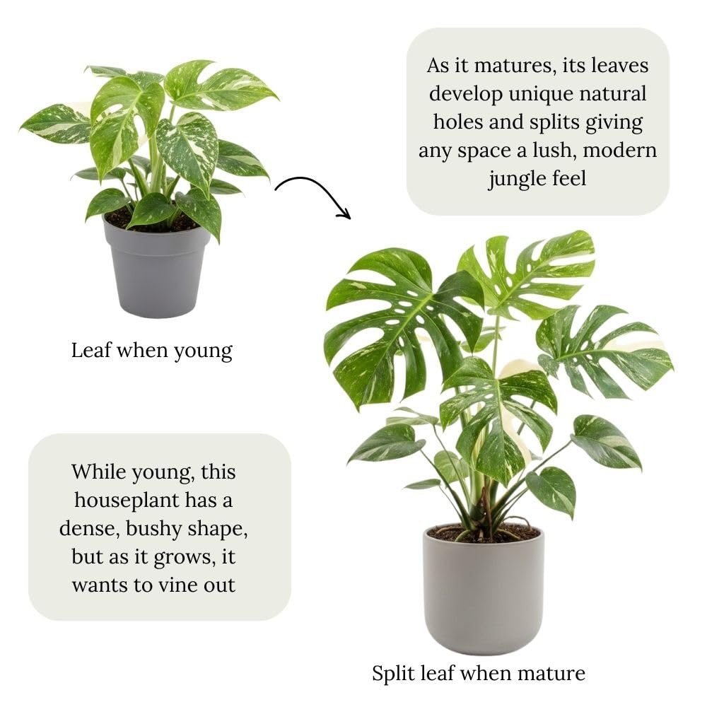 Thai Constellation Monstera Live Plant 4-6 Inch Tall, Live Thai Constellation Monstera Houseplant for Planting Indoor, Variegated Houseplant