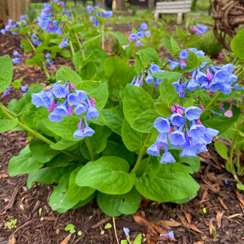 5 Bluebell Plant Roots, Blue Flower Plant Root for Planting Outdoor Shade Garden
