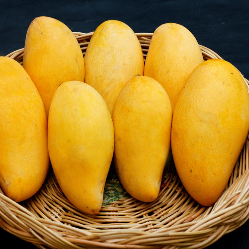 Long Mango Trees Live Plants in 3 Gal Pot, Fragrant Mango Fruit Tree from 2 to 3 Feet Tall, Sweet and Fast-Growing, No Ship to CA