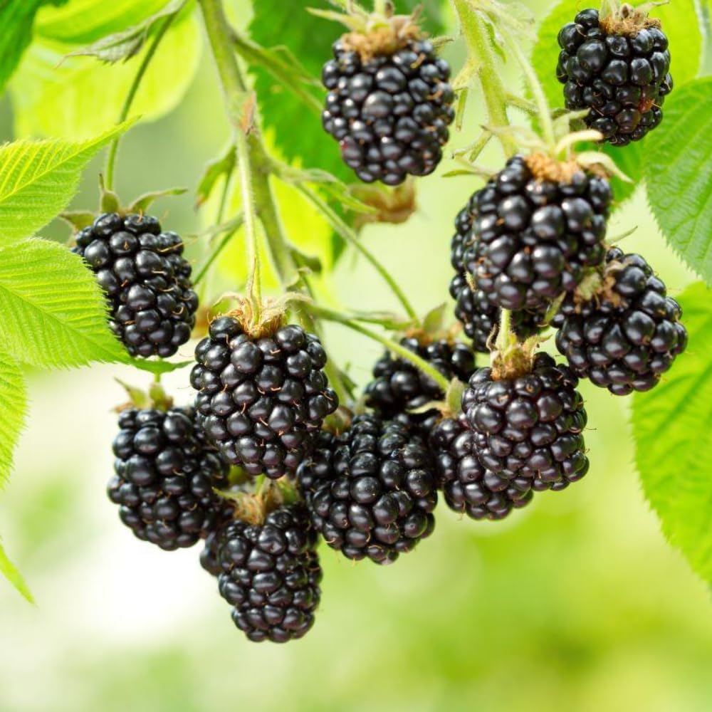 2 BlackBerry Bushes Live Plant, Sweet, Thornless, High Yielding Berries for Outdoor Planting, Fully Rooted 4-7 Inches (Triple Crown)