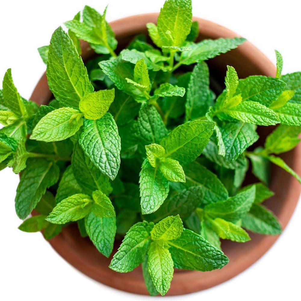 Set 4 Peppermint Plants Live, 4-6 Inches Tall, Culinary Herb for Indoor or Outdoor Planting