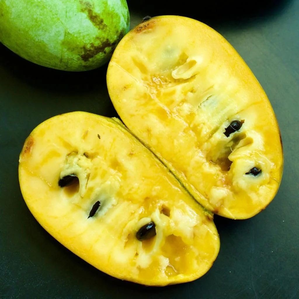 Sweet Paw Paw Tree Plant in Quart Pot, Hardy Pawpaw Tree, Well Rooted, Fast-Growing Fruit Trees, 6-12 Inches
