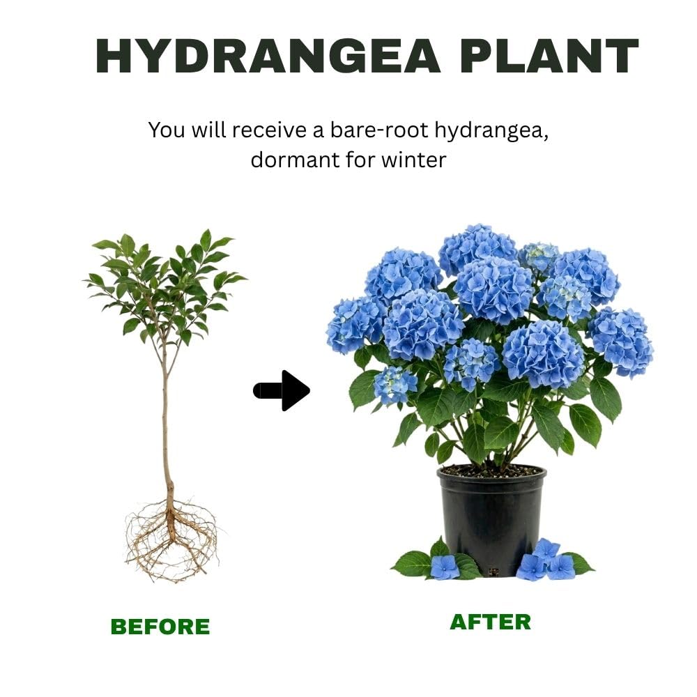 Hydrangea Blue Live Plant 1-1.5 ft Tall, Hydrangea Bush Plant, Outdoor Flowering Shrub, Garden Landscaping Plant, Hardy Perennial with Vibrant Blue Blooms, Bare Root