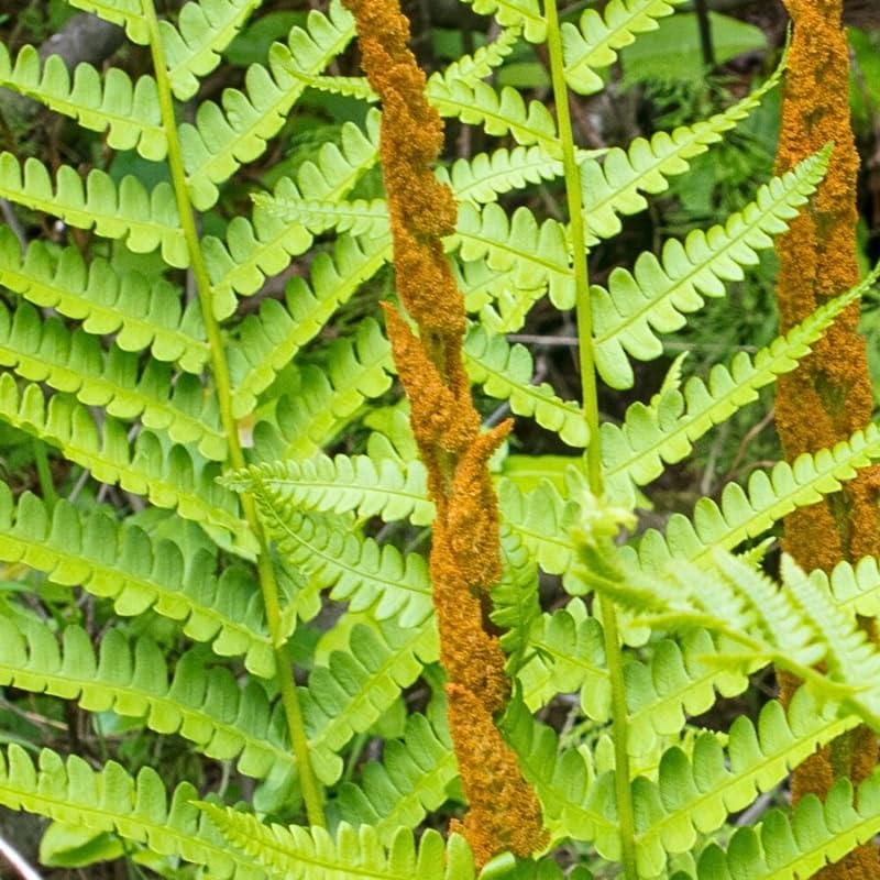 Set 5 Cinnamon Ferns Bare Roots, Ferns Live Plants 4-6 Inches, Hardy Ferns for Shade for Outdoor Garden