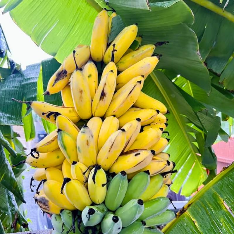 Dwarf Cavendish Banana Tree Live Plant 4–7″ Tall, Tropical Banana Plant, Fast Growing, Indoor and Outdoor Growing