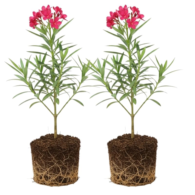 2 Pink Oleander Plants Live, 4-8" Tall Starter Plant, Hardy Flowering Shrub for Outdoor Garden