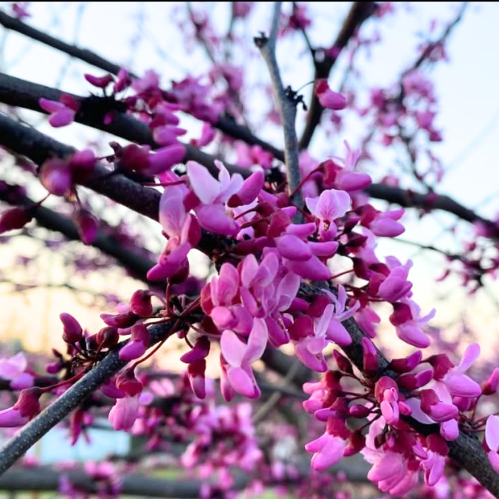 Eastern Redbud Tree Live Plant in Quart Pot, Ornamental Redbud Seedling, Pink Flowering Tree for Gardening, Winter Dormant