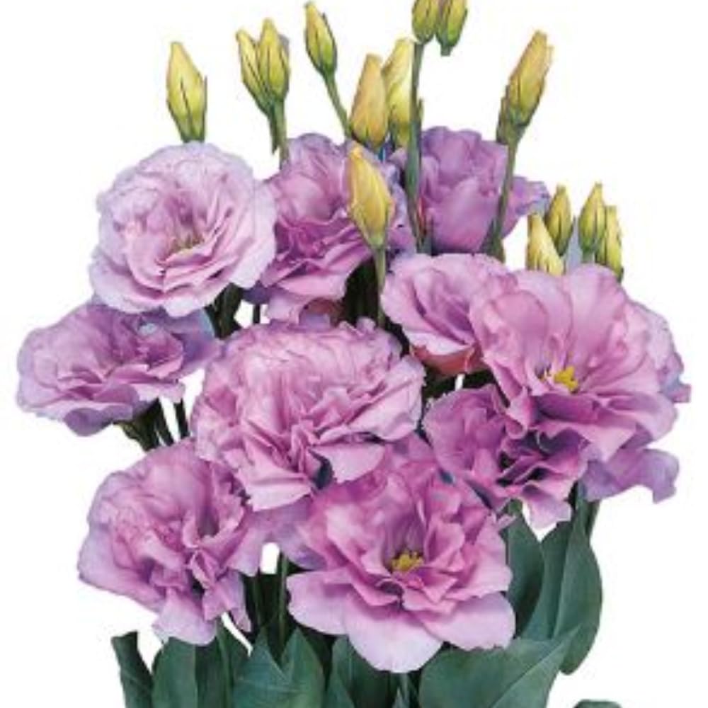 2 Eustoma Lisianthus Live Plants, Lisianthus Flowers Seedlings, 2-3 Inch Tall Well-Rooted Plug, Lisianthus Plants (Lilac Lisianthus)