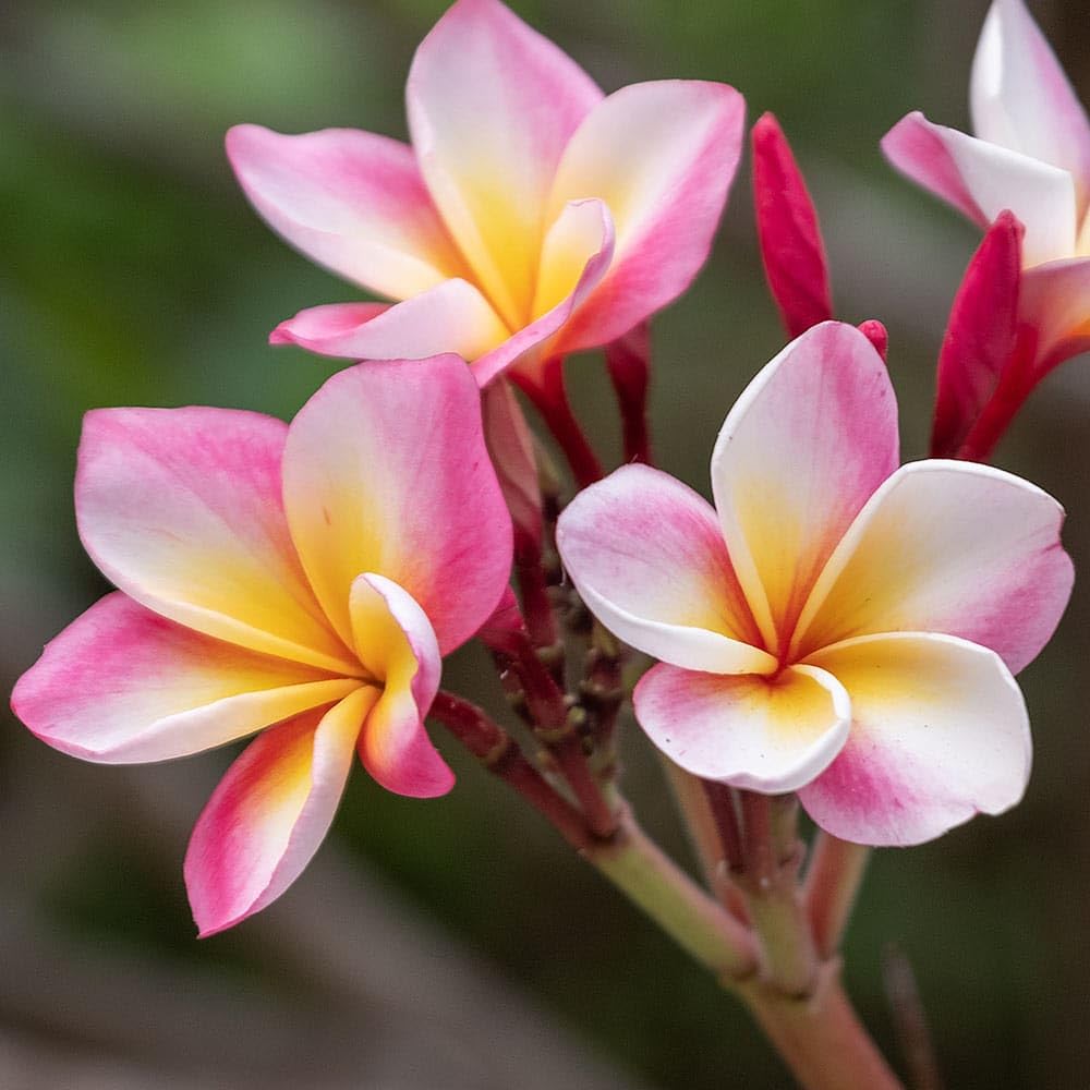 Set of 2 Plumeria Cuttings, Frangipani Plant, 12 Inch Live Cutting, Tropical Fragrant Blooms, Plumeria Frangipani Cuttings for Outdoor Growing (Pink)