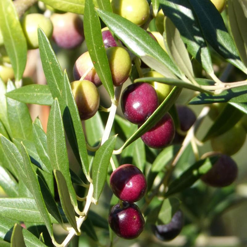 Olive Tree Live Plant, 2-3 Feet Tall, Olive Plant Live 1 Gallon Pot, Tropical Tree No Ship to CA