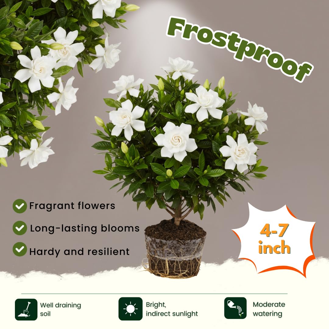 Frostproof Cape Jasmine Plants Live, Arabian Jasmine Plant Indoor, Fragrant Jasmines Flowers 4 to 7 Inch