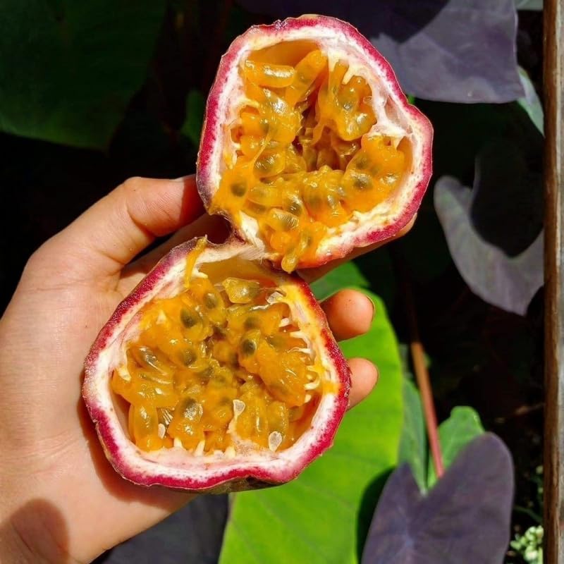 Red Passionfruit Live Plant 1 Gallon - 2-3 Ft Tall Edible Passion Fruit Passiflora Plant Vine, High Yielding, No Ship to CA