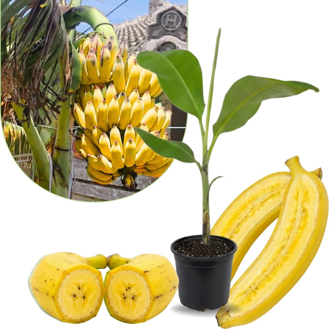 Yellow Banana Tree Live Plant, High Yield, Banana Live Plant Tropical Fruit, Easy to Plant Outdoor, 5-7 Inc Tall, Well-Rooted, No Pot, Winter Hardy