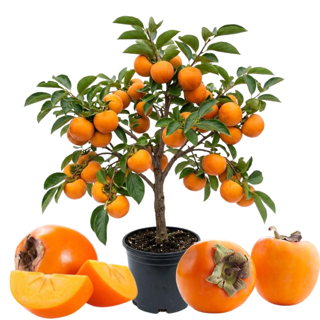 Hachiya Persimmon Tree Live Plant 3 Feet in Tall, Grafted Persimmon Thick Trunk, Ready to Grow Outdoor, Very Hardy