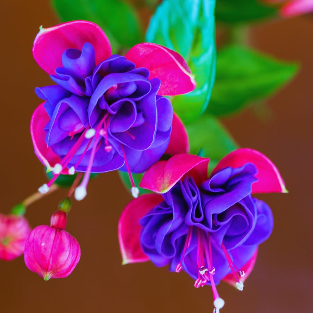 3 Fuchsia Live Plants, Fuchsia Plants Live from 3 to 5 Inches Tall, Purple Flower Plant Outdoor