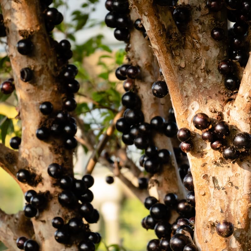 Jaboticaba Tree Live Plant, Jabuticaba Fruit Tree, Sweet Fruit for Outdoor Gardening, 2-3 Feet Tall in 3 Gallon Pot, No Ship to CA