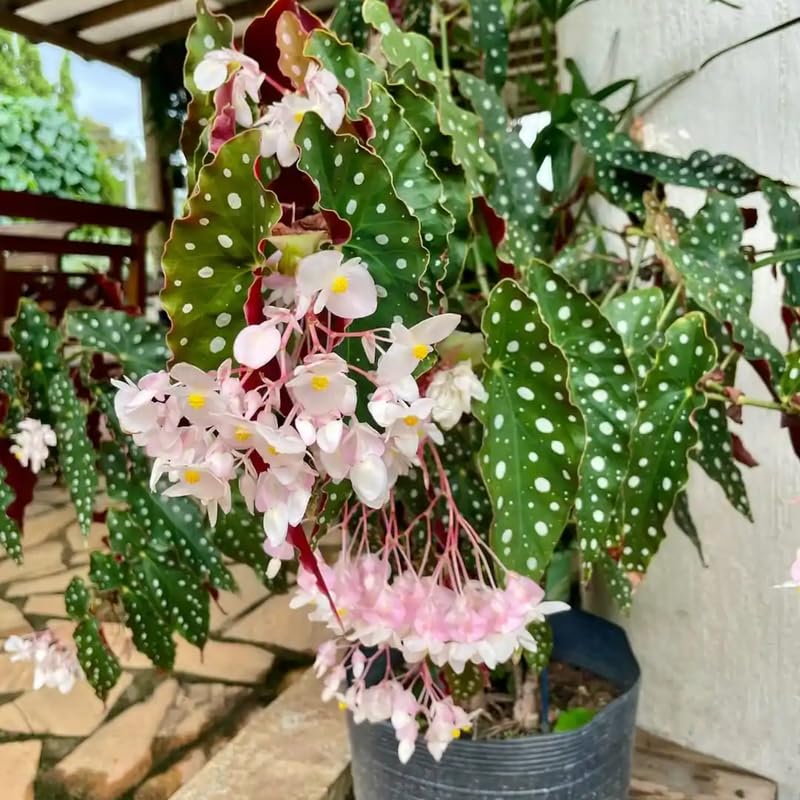 Pack 2 Begonias Plants Live, Maculata Polka Dot Angel Wing Begonia Live Plant for Decorative Houseplants Indoor Outdoor, Spring Vibrant Foliage