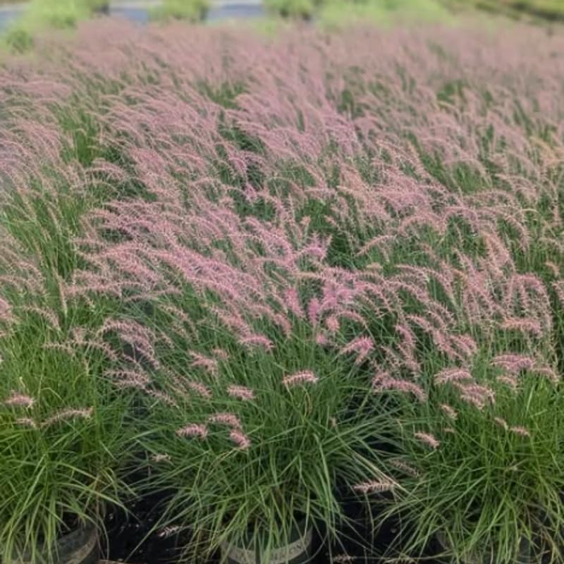 YOKEBOM 2 Pink Fountain Grass Plants Live for Planting, Ornamental Grass for Landscaping, Hardy Grasses Clupms 4-7 Inch Tall Well Rooted