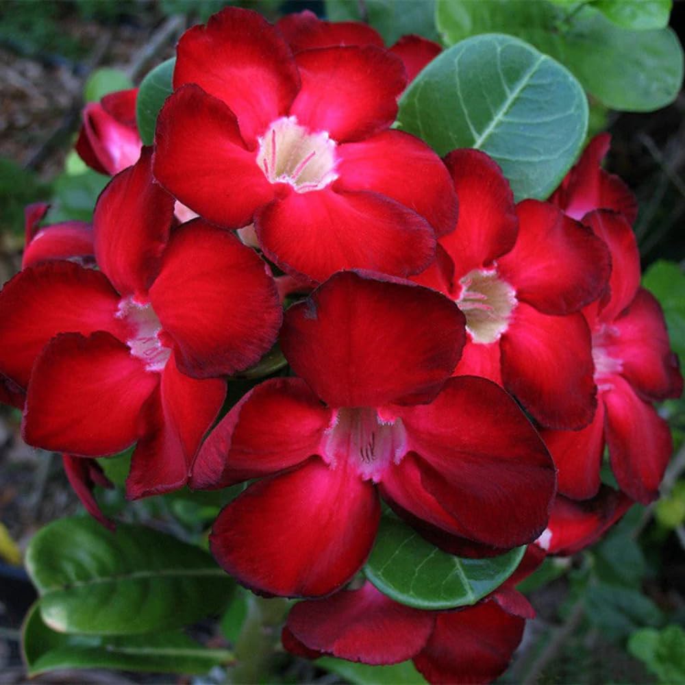 Pack 2 Desert Rose Plants Live, Adenium Desert Rose, Indoor Outdoor Planting from 4 Inches (2 Red)