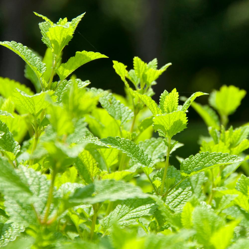 2 Lemon Balm Plants, Live Lemon Balm Herb Plant, Well Rooted Starter Plants 4-6 Inches