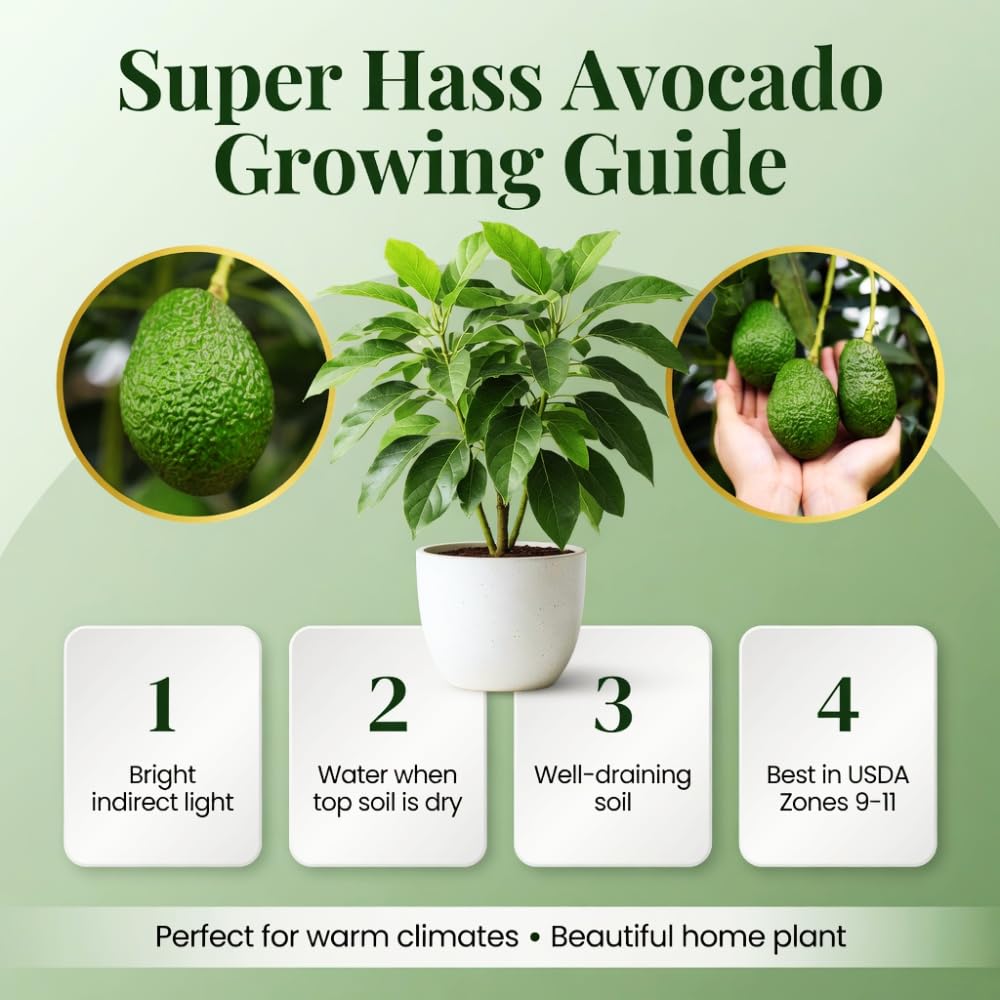 Super HASS Avocado Tree, Avocado Trees Live Plants in 3 Gallon Pot, Fruit Bearing Plant for Outdoor Garden, 1-2 Feet Tall, No CA