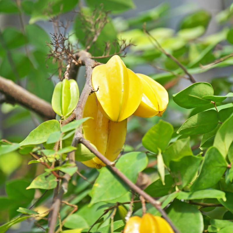 Starfruit Tree in 3 Gallon, Grafted Starfruit Fruit Plants Live for Planting Outdoors, No Ship to CA