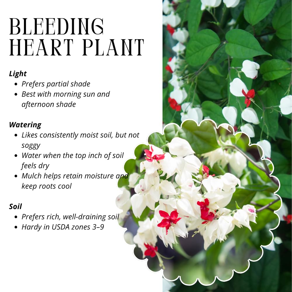 2 White Bleeding Heart Plants Live, Clerodendrum Perennial Shade Flower Plants, 4-6 Inch Tall Well-Rooted