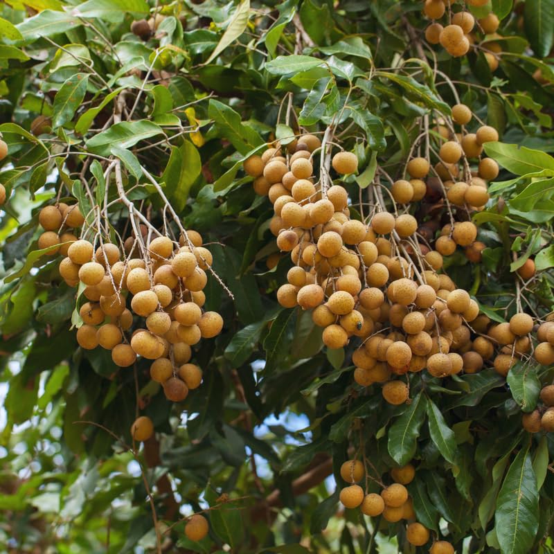 20 Longan Seeds for Planting Indoor, Sweet Fruit Seeds, 20 Seeds