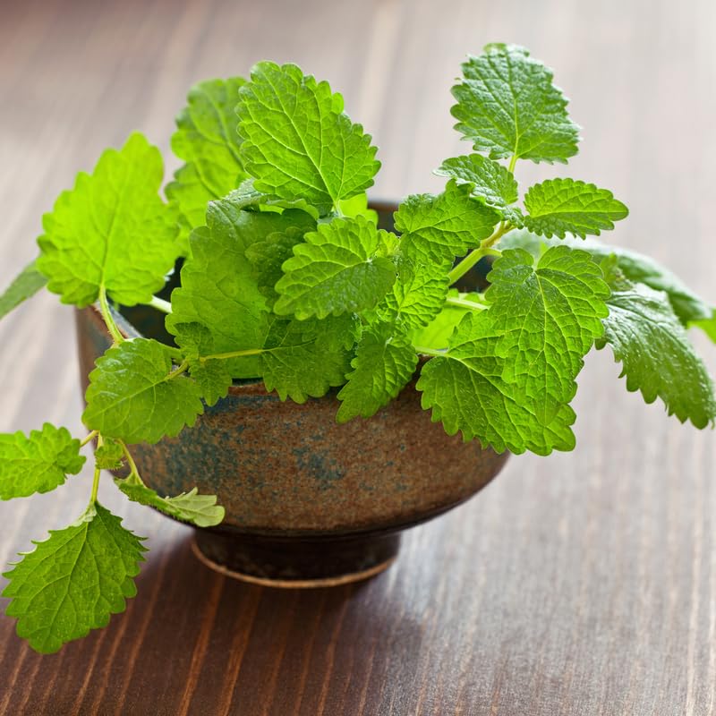 Set 4 Lemon Balm Herb Plants, Well Rooted 4-7'' Tall, Garden and Patio Herb, Indoor Outdoor Growing
