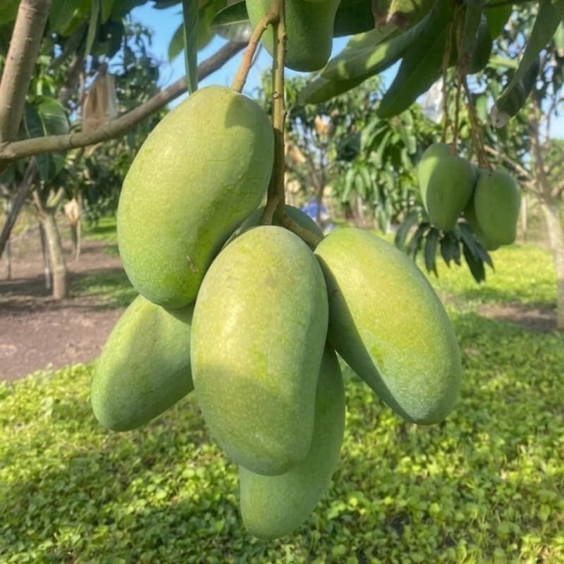 Grafted Bright Yellow Mango Live Tree Plant, 2-3 Feet Tall, Mango Fruit Plant in 3 Gallon Pot for Garden and Container Growing, No Ship to CA
