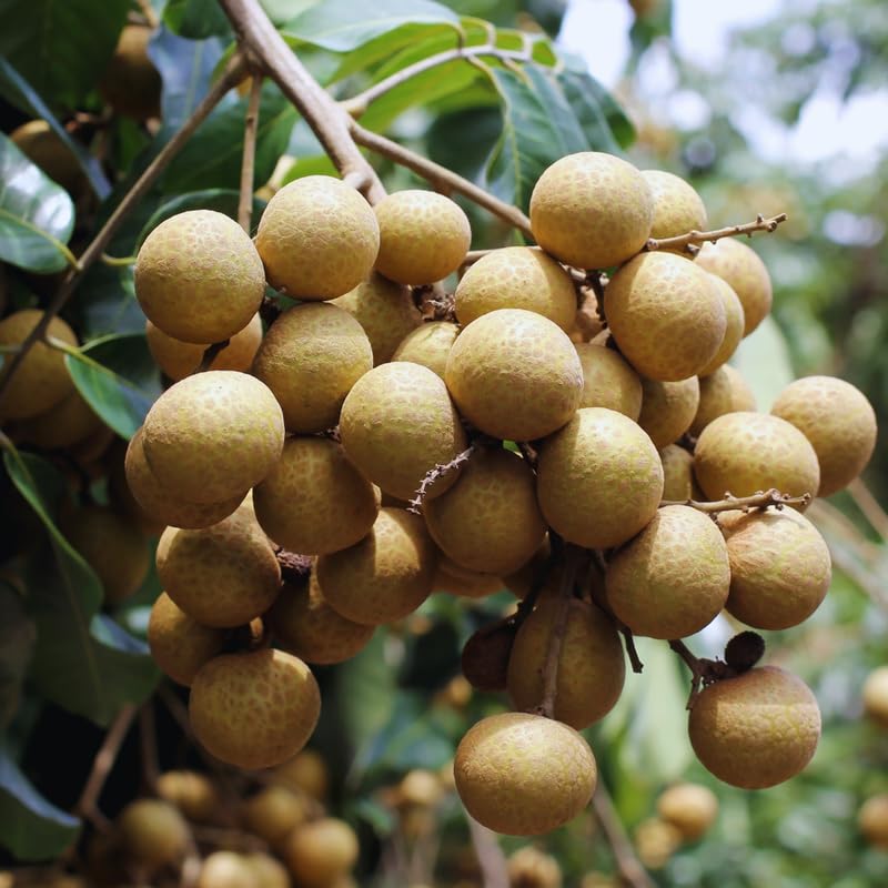 Longan Seeds for Planting Indoor, 40 Seeds, Sweet Fruit Seeds, 40 Seeds