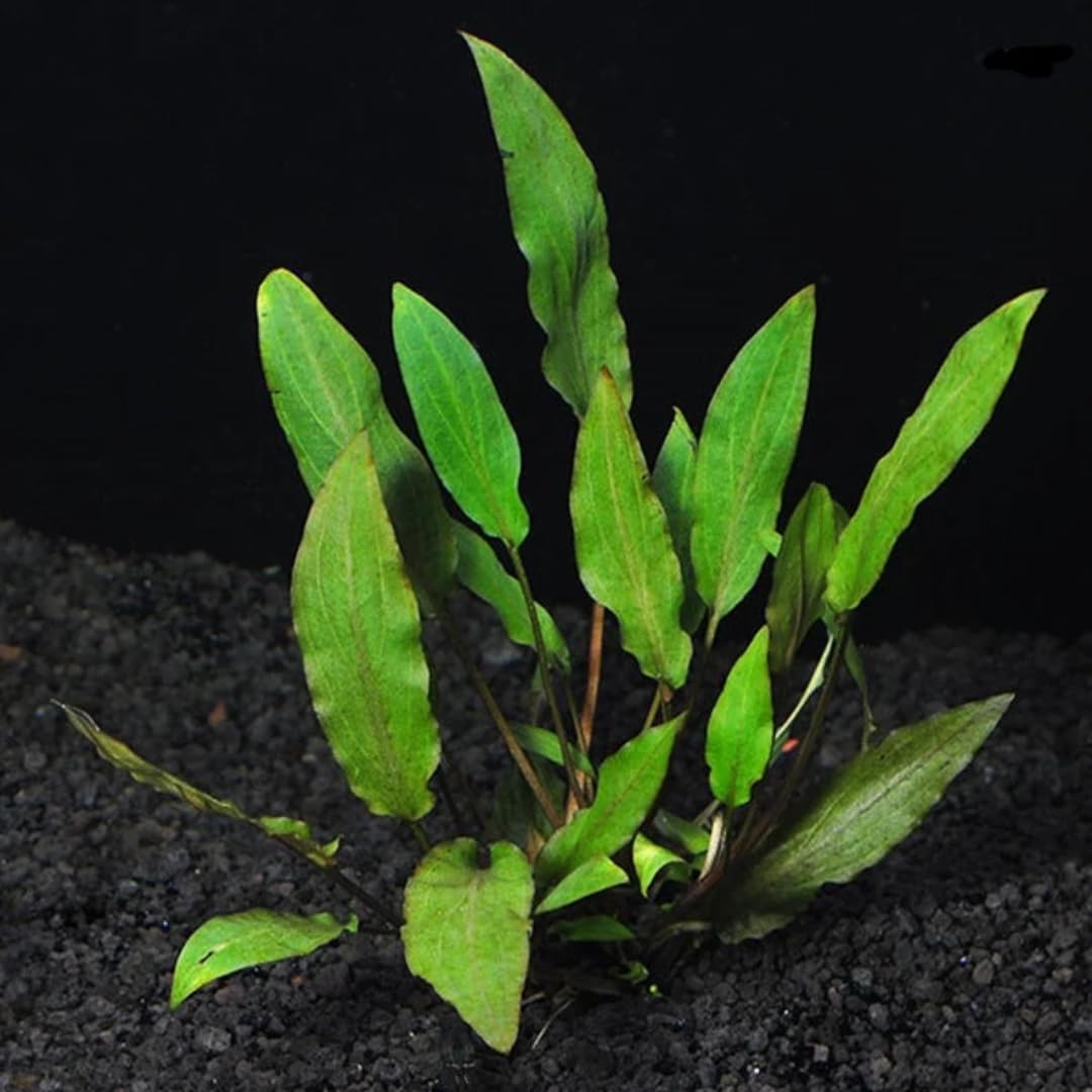 Cryptocoryne Wendtii Green Live Aquarium Pond Aquatic Plant, Live Freshwater Aquarium Plants