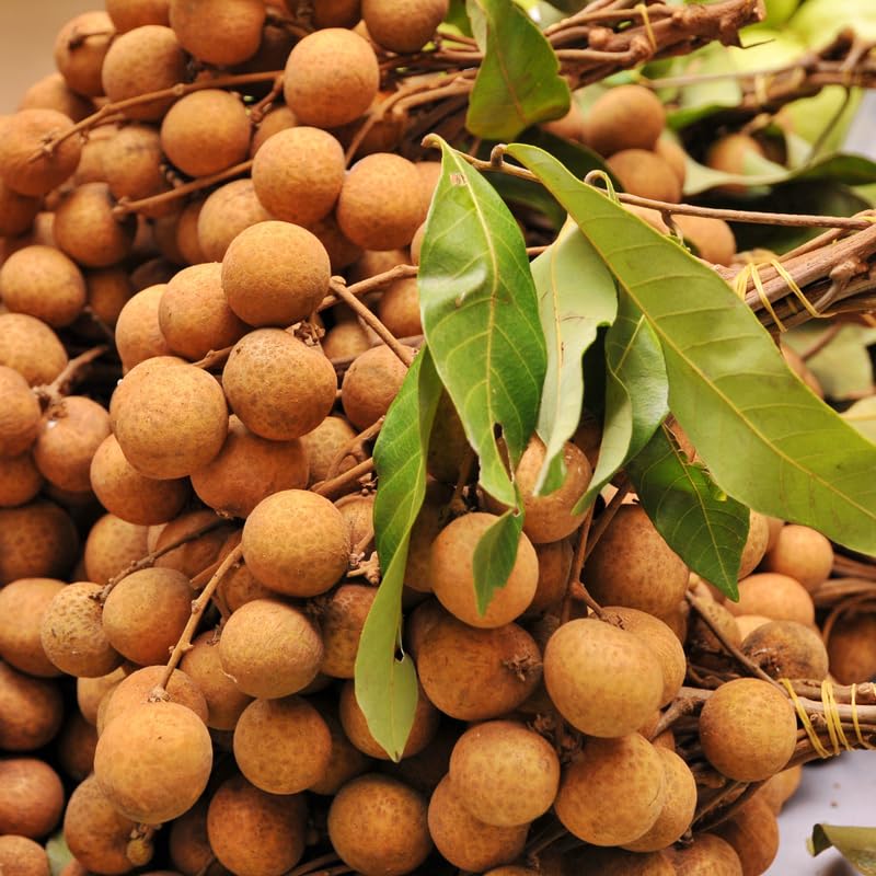 Longan Live Plant, Sweet Longan Tree Potted 3 to 4 Feet, Well Rooted Fruit Tree for Outdoor Garden, No Shipping to CA