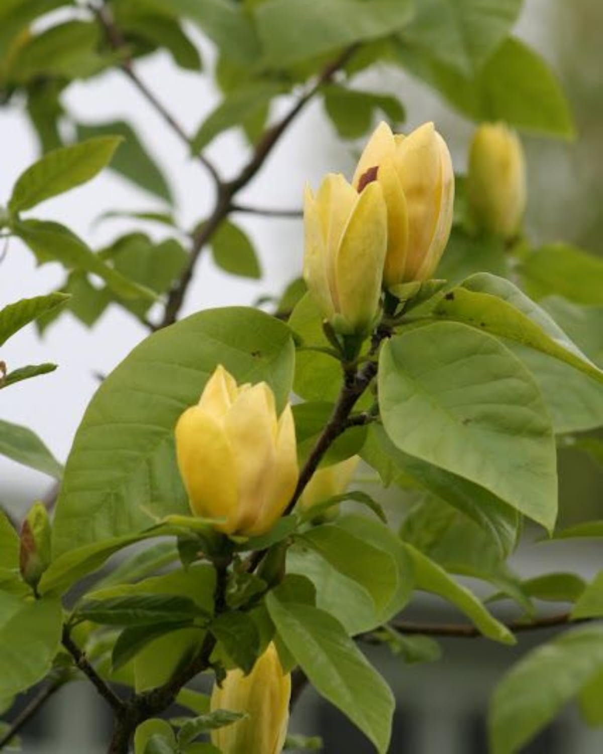 Yellow Magnolia Tree, 12-24 Inch Magnolia Trees Live Plants, Gallon Pot, Fragrant Yellow Flowers, Dormant in Winter