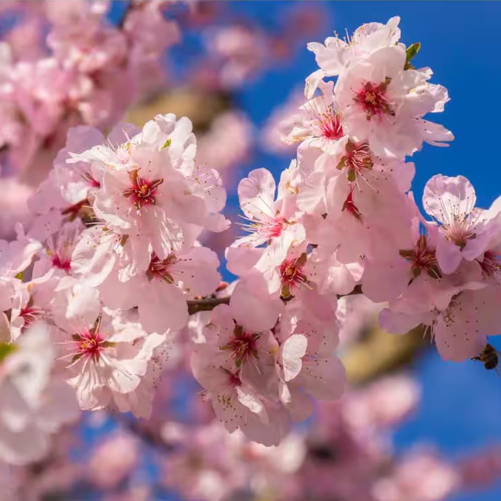 Cherry Blossom Tree Live Plant, 8-12" Tall, Ornamental Flowers for Outdoor Planting, in Pot (Light Pink Cherry)