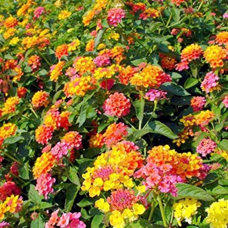 4 Lantana Plants Live, Pink Orange Yellow Lantana Live Plant from 4 Inches Tall, Hardy Annual Flower Plant Indoor Outdoor
