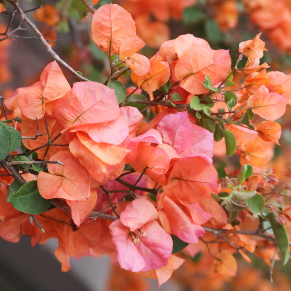 2 Bougainvillea Plants Live, Bougainvillea Flower Vine Plant, Indoor Outdoor Garden 4-7 Inches (Bright Orange)