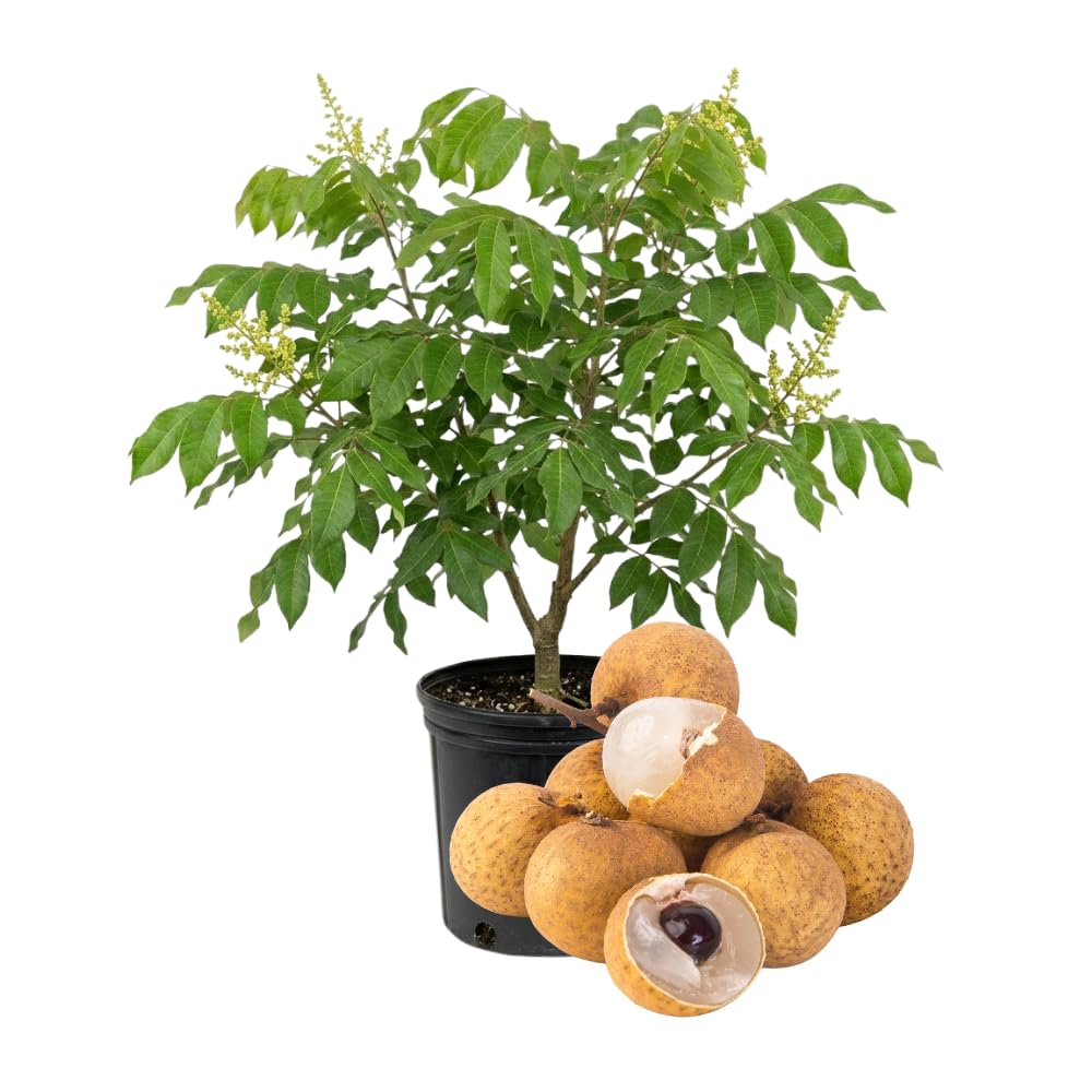 Live Longan Tree Plant in 3 Gallon Pot, 2-3 Ft Tall Tropical Fruit Tree for Outdoor Garden and Patio Growing, No Ship to CA
