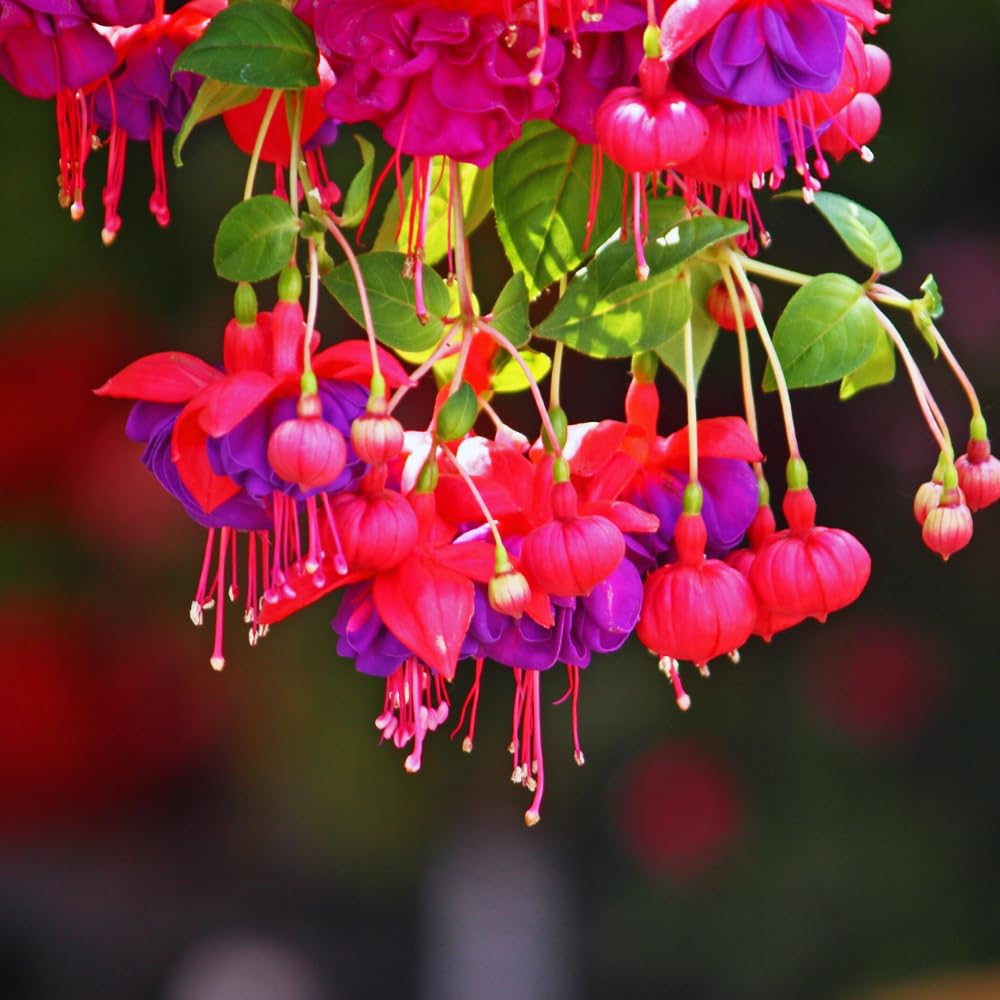 3 Fuchsia Live Plants, Fuchsia Plants Live from 3 to 5 Inches Tall, Purple Flower Plant Outdoor