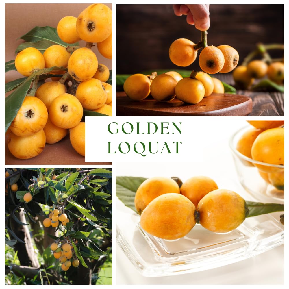Golden Loquat Tree Live Plant, Loquat Fruit Tree, 2 Feet Tall, 3 Gallon Pot, Sweet Tropical Fruit Tree for Outdoor Gardening, No Ship to CA