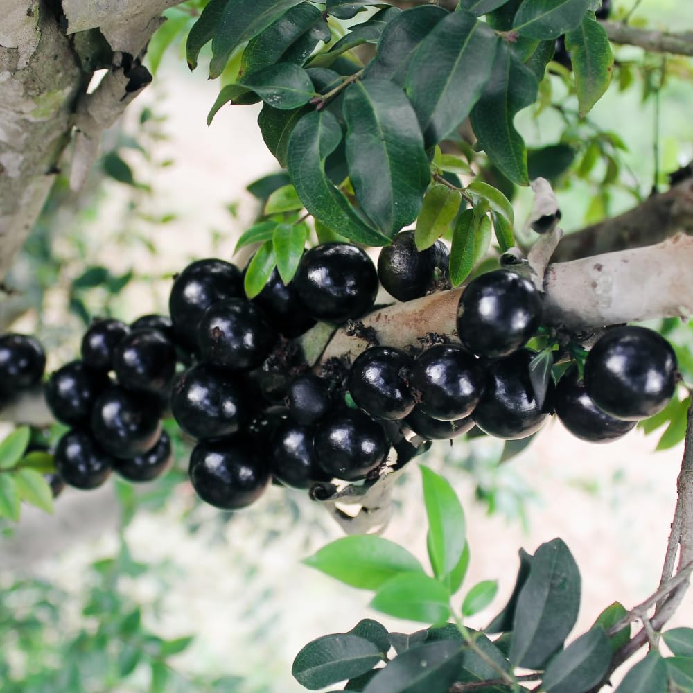 Live Jaboticaba Plant in 3 Gallon Pot, Jaboticaba Sabara Tree Live Plant, 2 to 3 Feet Height, Ready for Garden and Patio, No Ship to CA