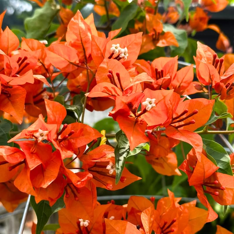 3 Fire Bougainvillea Plants Live, 4-8” Tall Well-Rooted Bougainvillea Vine Flower Plants, Tropical Climbing Plants, No Pot