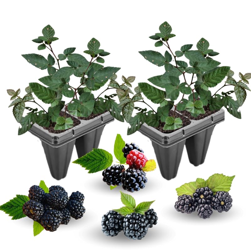 2 Osage BlackBerry Plants Live for Planting, High Yielding, Sweet Juicy Berries for Your Garden, 4-6" in Tall, Cold Hardy, Dormant in Winter, No Pot