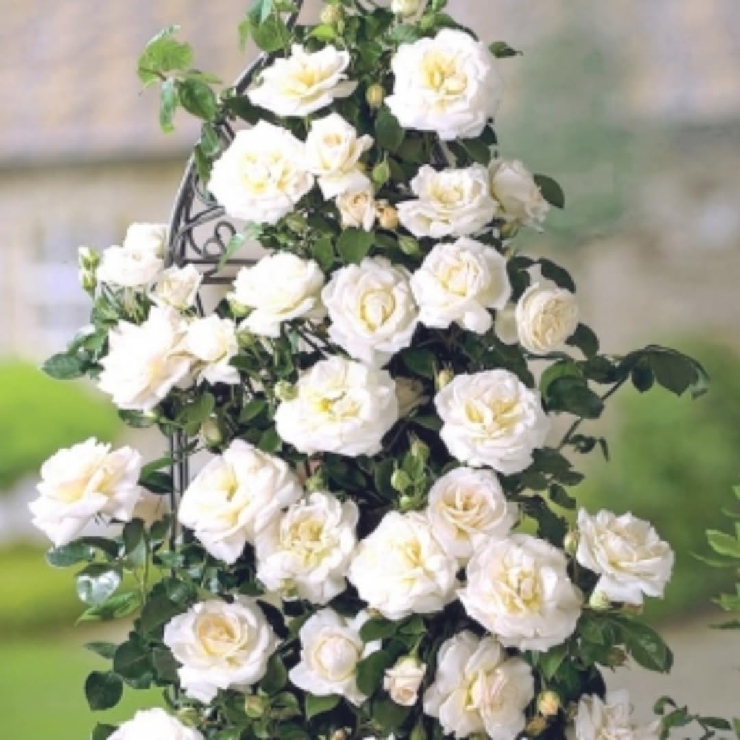 2 White Rose Plants Climbing, Roses Bushes Plant Live Trees, Fragrant and Well-Rooted, Starter 4 to 9 Inc Tall, No Leaf, Vining Roses for Planting Outdoor, Colorful Blooms