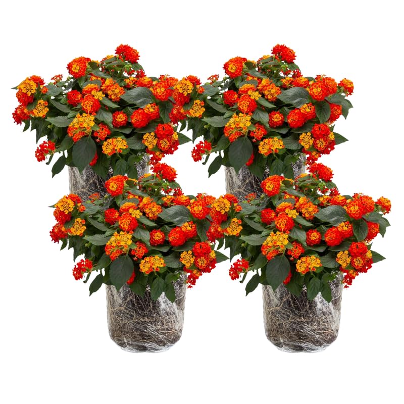 4 Orange Red Lantana Plants Live, Lantana Live Plant from 4 Inches Tall, Hardy Annual Flower Plant Indoor Outdoor